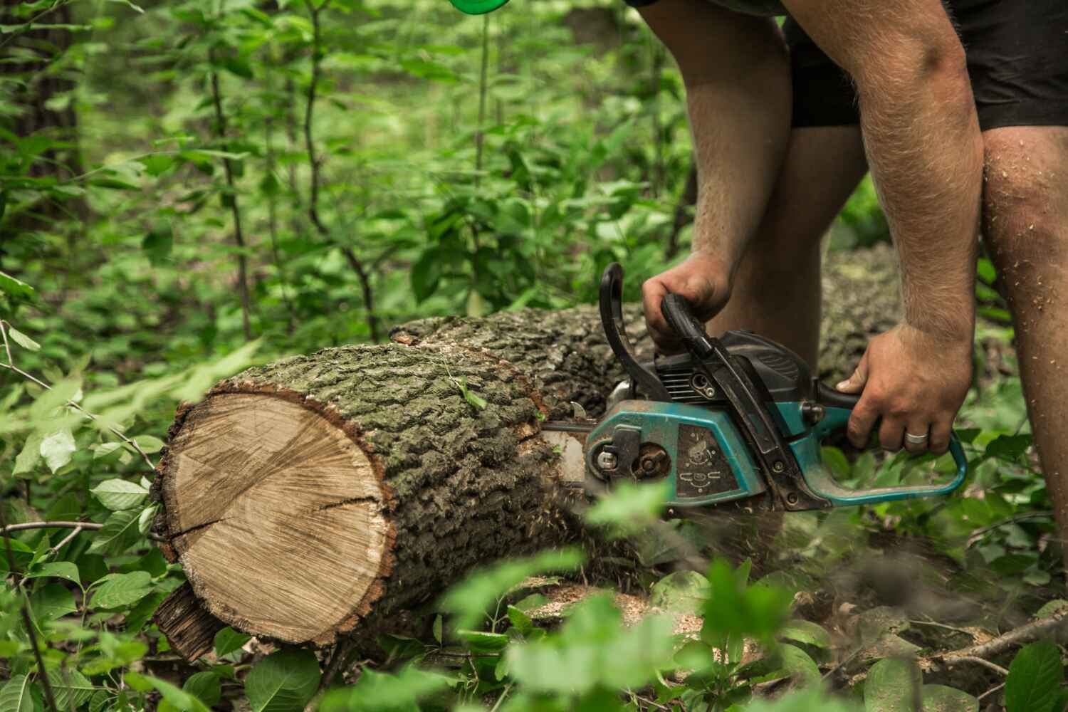 The Steps Involved in Our Tree Care Process in Archie, MO